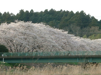 栃木市の桜　弐
