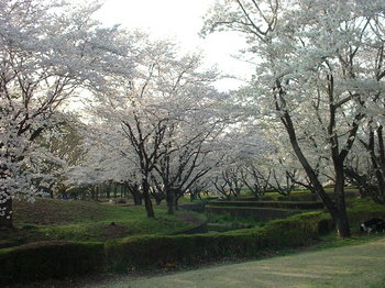 栃木市の桜